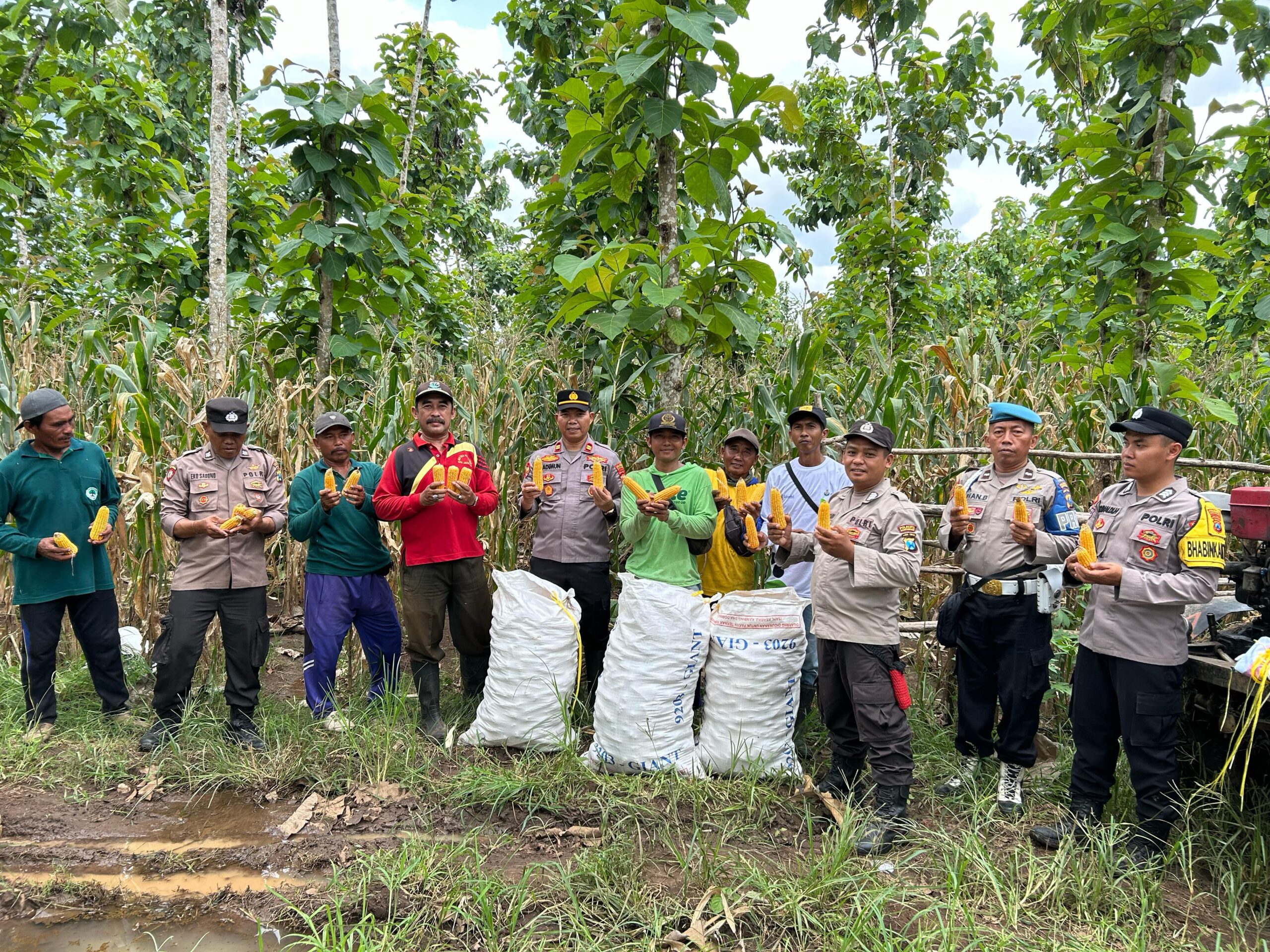 Polisi dan Kelompok Tani Banyuwangi Panen Jagung Wujudkan Ketahanan Pangan