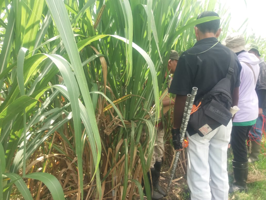 P3GI Pasuruan Uji Coba Bibit Tebu Varietas Unggul PSKA 942