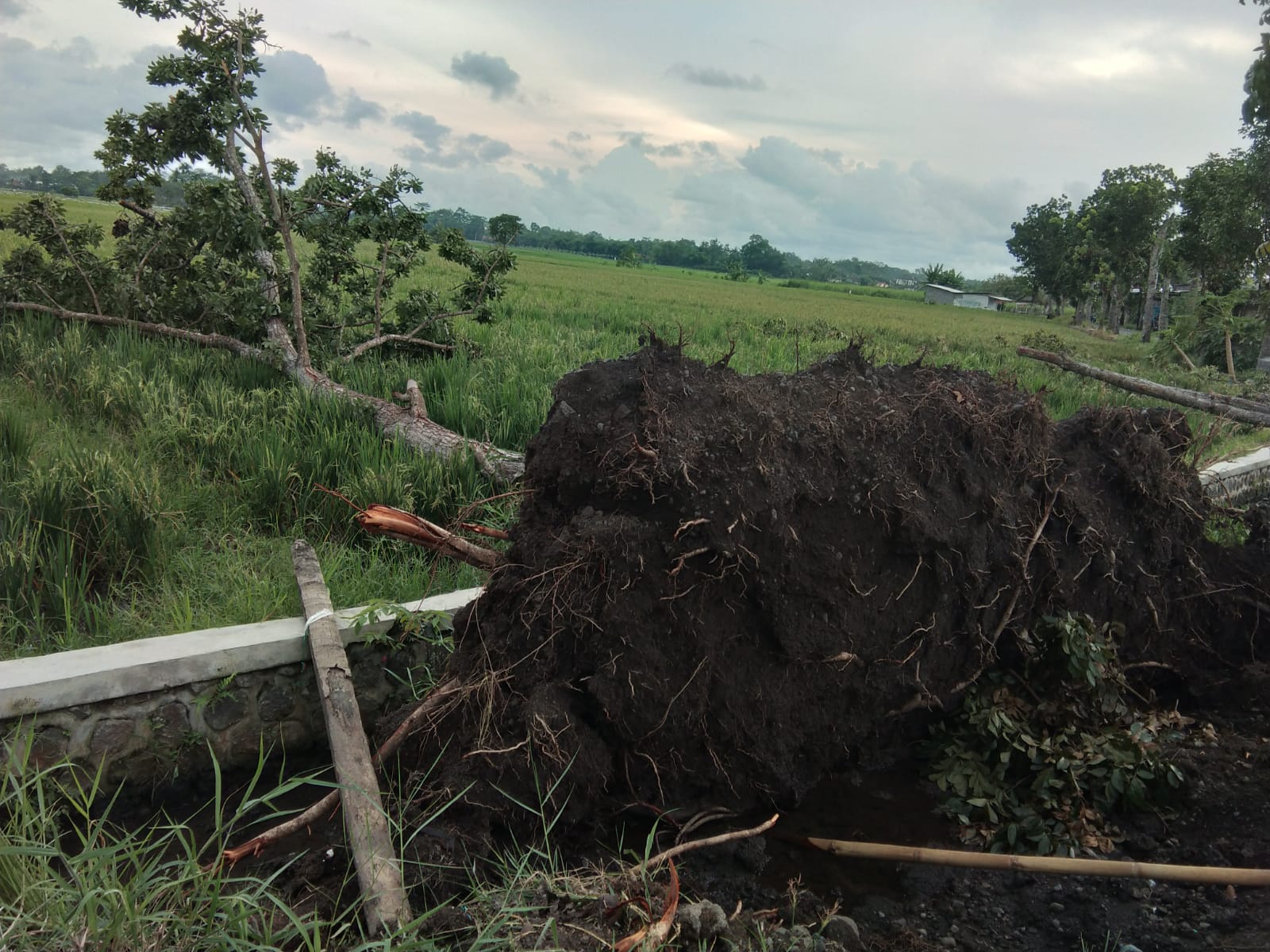Puluhan Pohon dan Rumah Warga di Desa Rowokangkung Lumajang, Porak Poranda di Terjang Puting Beliung
