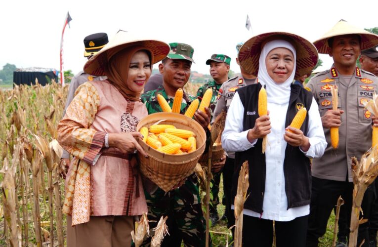 Panen Raya Jagung di Sidoarjo Dukung Ketahanan Pangan Nasional