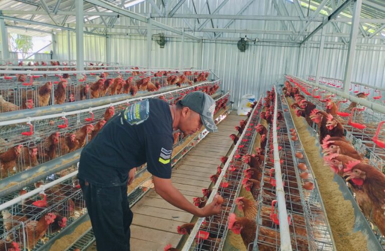 BUMDes Maju Jaya Desa Buncitan Sedati Sukses Panen Telur, Dorong Kemandirian Ekonomi Desa